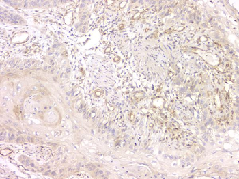 Anti-SRCIN1 Antibody
