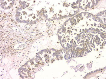 Anti-SRCIN1 Antibody