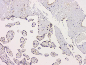 Anti-SRCIN1 Antibody