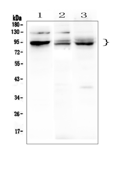 Anti-BHC80/PHF21A Antibody