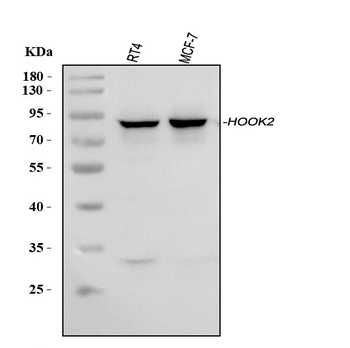 HOOK2 Antibody
