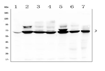 TDRD3 Antibody