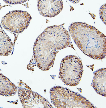 Anti-PEF1 Antibody