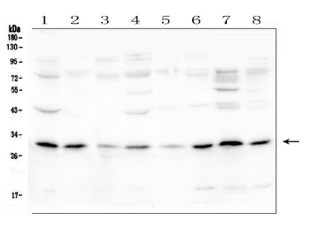 Anti-PEF1 Antibody