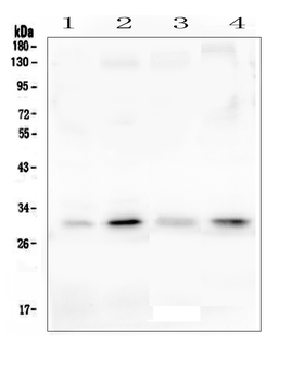Anti-PEF1 Antibody