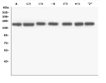 Anti-RNF123 Antibody