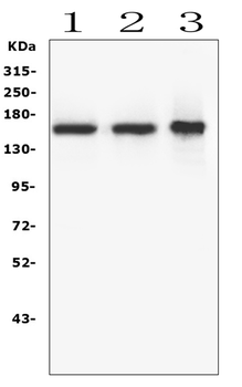 Anti-RNF123 Antibody