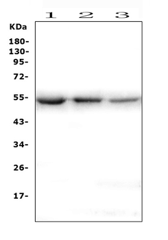 ONECUT2 Rabbit Polyclonal Antibody