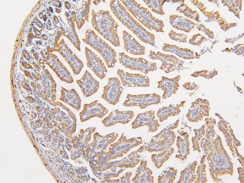 Anti-ATP5G1,2,3/ATP5MC1,2,3 Antibody
