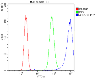 Anti-ATP5G1,2,3/ATP5MC1,2,3 Antibody