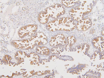 Anti-ATP5G1,2,3/ATP5MC1,2,3 Antibody