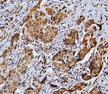 Anti-RNF169 Antibody