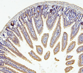 Anti-RNF169 Antibody