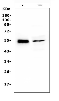 RBMS3 Antibody