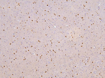 RBMS3 Antibody
