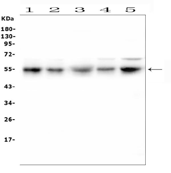 RBMS3 Antibody