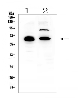 Anti-CCDC36 Antibody