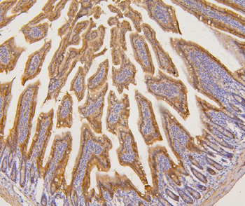 Anti-PYROXD1 Antibody
