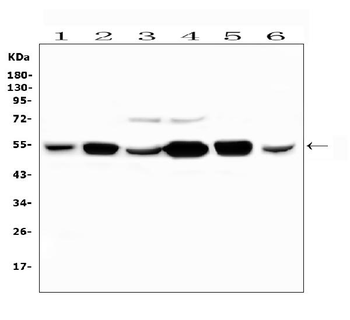 Anti-PYROXD1 Antibody