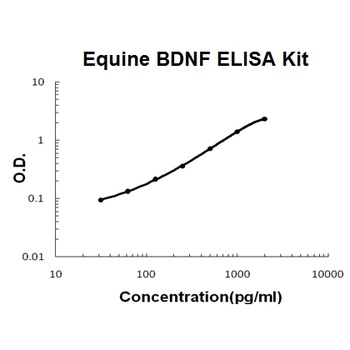 Horse equine BDNF ELISA Kit