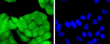 Anti-p16 INK Monoclonal Antibody