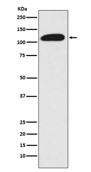 SIRT1 Monoclonal Antibody