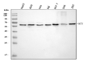 Anti-AKT1 Monoclonal Antibody