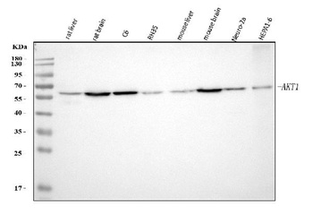 Anti-AKT1 Monoclonal Antibody