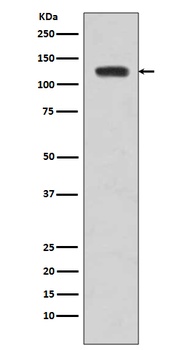 Anti-JAK2 Monoclonal Antibody