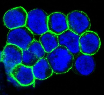 Anti-CXCR4 Monoclonal Antibody