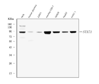 STAT1 Antibody (monoclonal, 12C7)