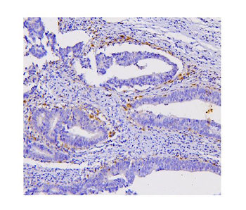 Anti-STAT1 Antibody (monoclonal, 12C7)
