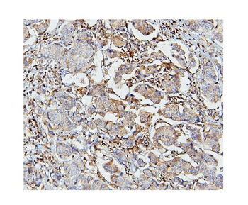 Anti-STAT1 Antibody (monoclonal, 12C7)