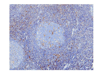 Anti-STAT1 Antibody (monoclonal, 12C7)