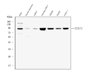 Anti-STAT1 Antibody (monoclonal, 12C7)