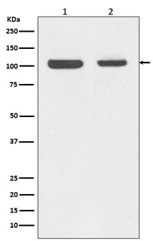 Rb RB1 Rabbit Monoclonal Antibody