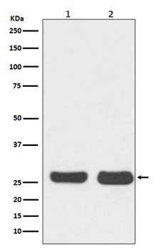 Bcl-2 Rabbit Monoclonal Antibody