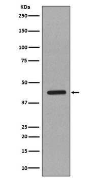 Caspase-1 CASP1 Rabbit Monoclonal Antibody