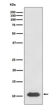 SDF1 CXCL12 Rabbit Monoclonal Antibody
