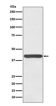 Haptoglobin HP Rabbit Monoclonal Antibody