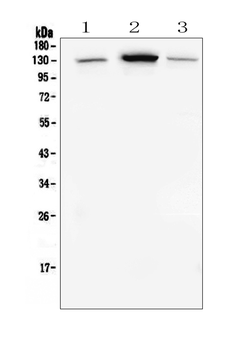 Anti-E Cadherin 1 CDH1 Antibody (monoclonal, 9G2)