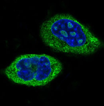 Anti-CLOCK Monoclonal Antibody