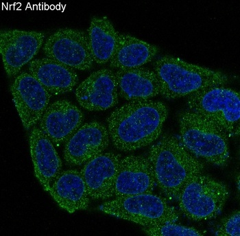 Nrf2 NFE2L2 Rabbit Monoclonal Antibody