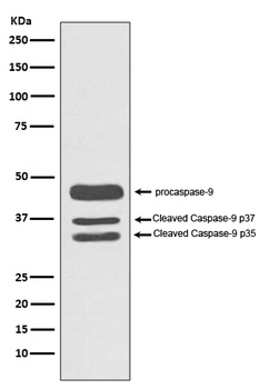 Caspase-9 CASP9 Rabbit Monoclonal Antibody