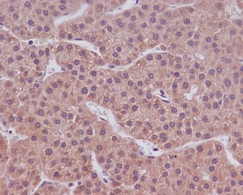 Anti-Caspase-9 CASP9 Rabbit Monoclonal Antibody