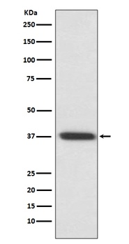 Rhodopsin Rabbit Monoclonal Antibody