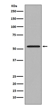 Smad2 Rabbit Monoclonal Antibody
