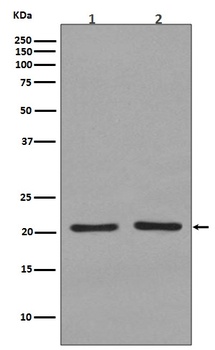 Anti-KRAS+HRAS+NRAS Rabbit Monoclonal Antibody
