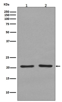 KRAS+HRAS+NRAS Rabbit Monoclonal Antibody