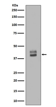 Anti-ERK1/2 MAPK3 Rabbit Monoclonal Antibody